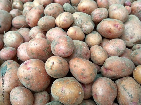 Fototapeta Freshly picked potatoes as a background
