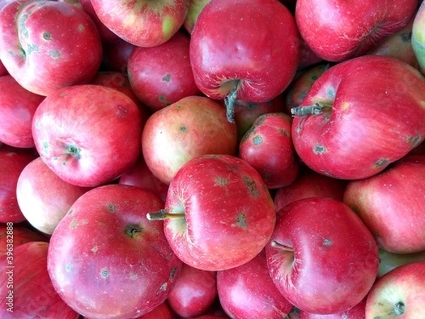 Fototapeta Autumn red apples in November