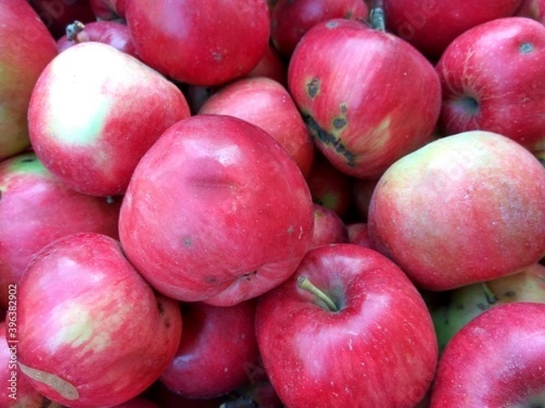 Fototapeta Colorful apples in autumn close-up