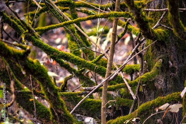 Obraz green moss on tree branches