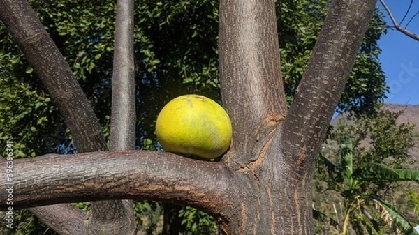 Obraz Ripened Autumn fruit in winter