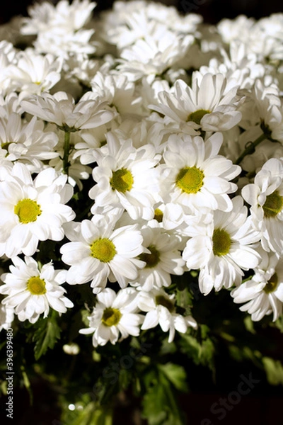 Fototapeta A bouquet of daisies. Flower. Large daisies. Petals. Close-up