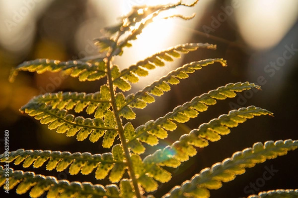 Obraz Farn in der Sonne