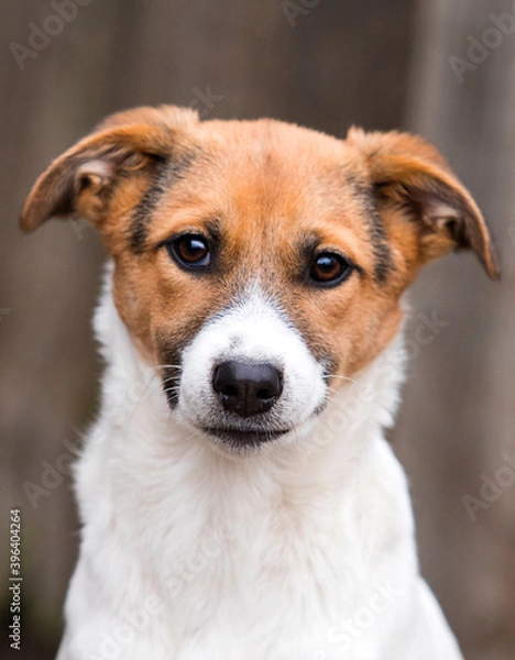 Fototapeta sad muzzle dog mongrel looking