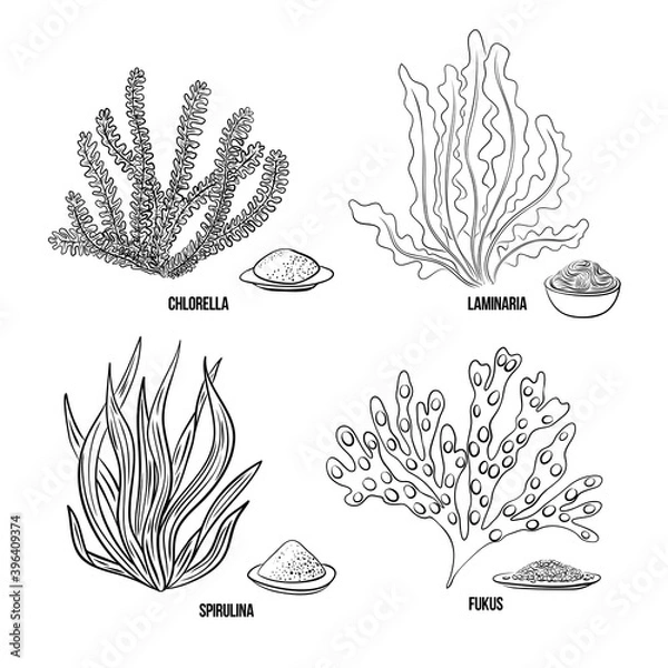 Fototapeta Algae set - chlorella, spirulina, kelp, laminaria, fucus. Green and red edible algae. Black and multi-colored sketch on a white background. Vector hand drawn illustration. Line, ink