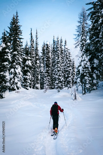 Obraz a skier moving through the trees