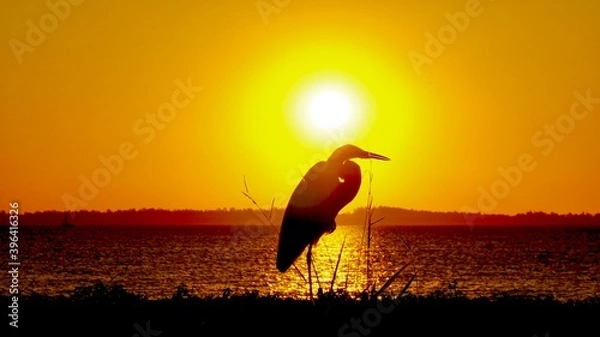 Fototapeta Pássaro e o Pôr do sol.