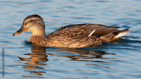 Obraz Profile view of female mallard swimming on light blue water.