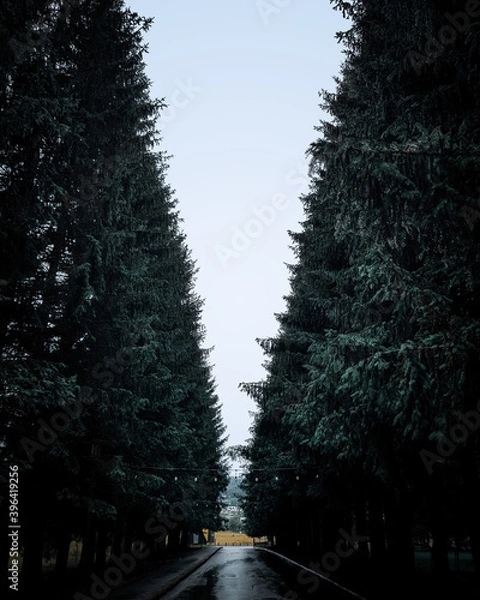 Obraz Dark and Moody Evening