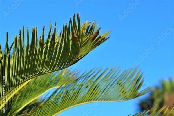 Fototapeta Palm branch with leaves, close-up, long green leaves of a palm tree look like bird feathers
