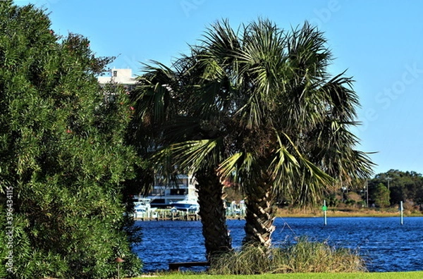 Fototapeta Palm trees with green leaves stand on the shore of the ocean bay, in the background you can see the blue ocean water and the opposite shore of the bay