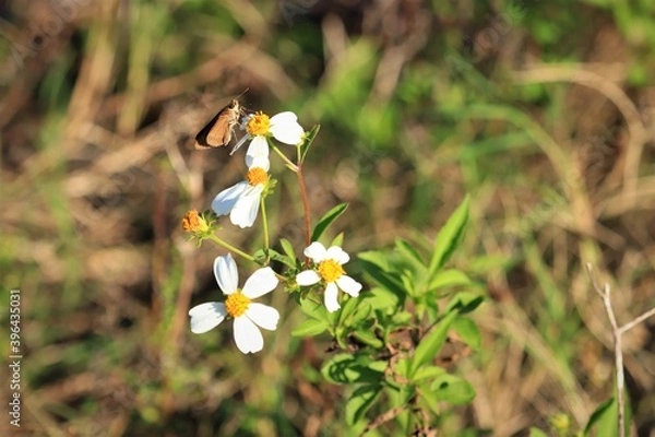 Fototapeta A butterfly perches on a flower, a gray hawk moth with a long proboscis, USA, close-up. The Sphingidae are a family of mostly crepuscular and moths.