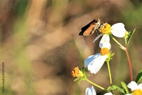 Fototapeta A butterfly perches on a flower, a gray hawk moth with a long proboscis, USA, close-up. The Sphingidae are a family of mostly crepuscular and moths.