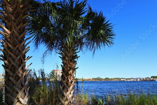 Fototapeta Palm trees with green leaves stand on the shore of the ocean bay, in the background you can see the blue ocean water and the opposite shore of the bay