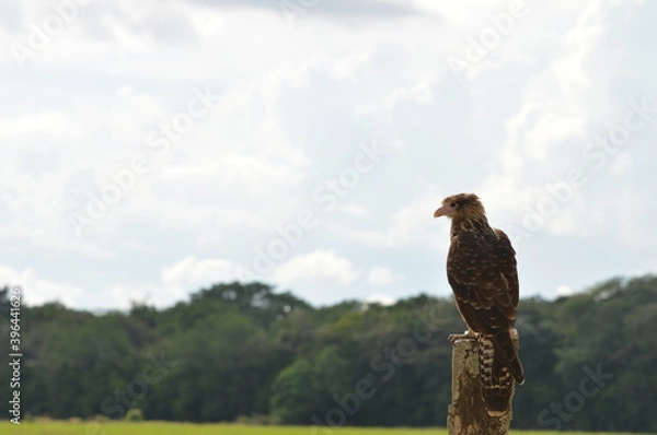 Obraz En busca de comida