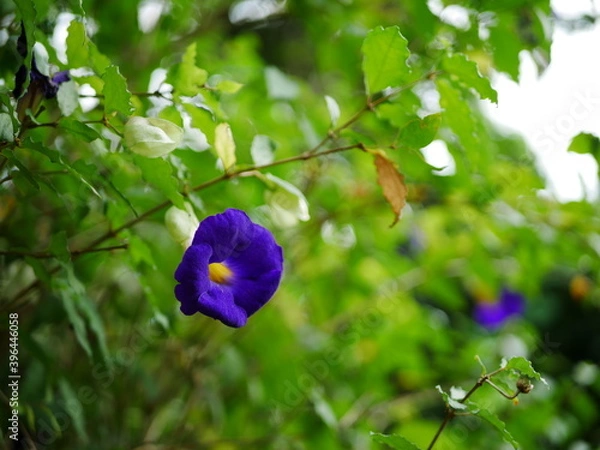 Obraz 青い綺麗な花