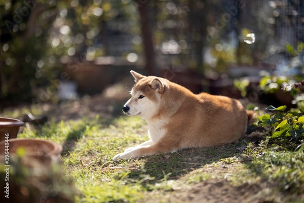 Obraz 庭でくつろぐ柴犬