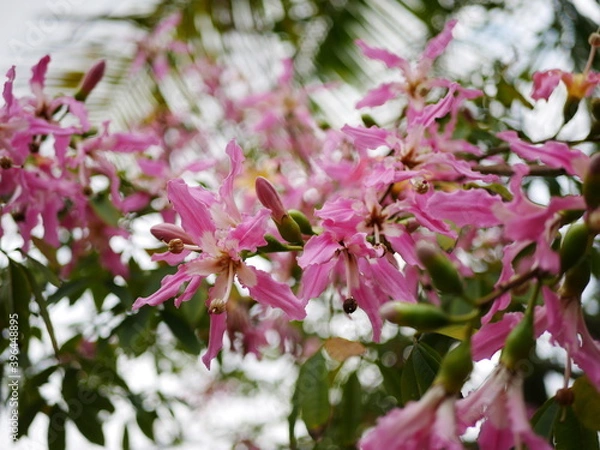 Fototapeta 南国のピンクの花
