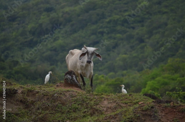 Obraz Vaca con 2 garzas