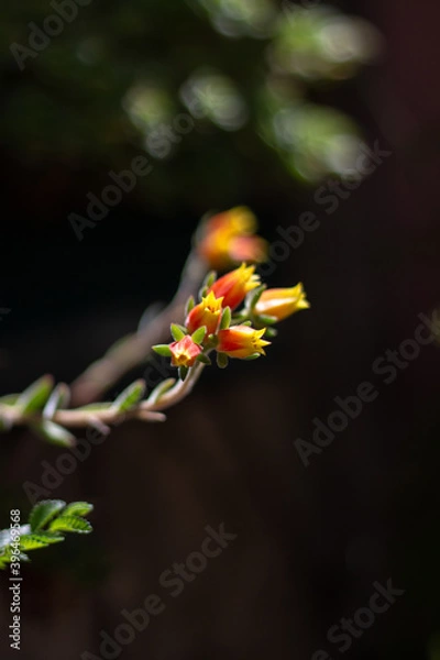 Obraz red and yellow flower