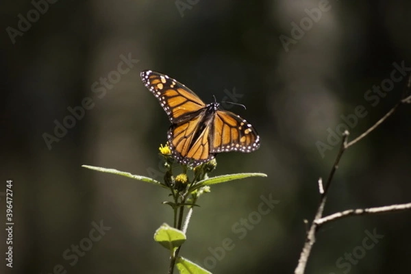 Fototapeta Mariposa Monarca