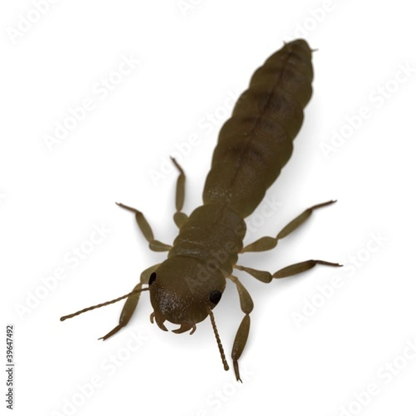 Fototapeta 3d render of termite king