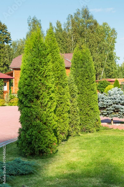 Obraz Green lawn with coniferous trees