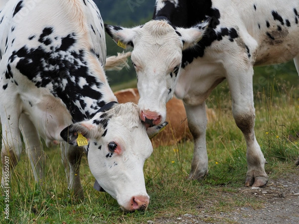 Obraz free cows over mountain high pathway