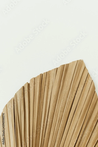 Fototapeta Closeup of dry tropical palm leaf on white background. Minimal floral texture composition.