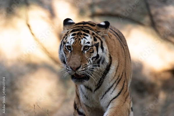 Obraz カッコいいトラ