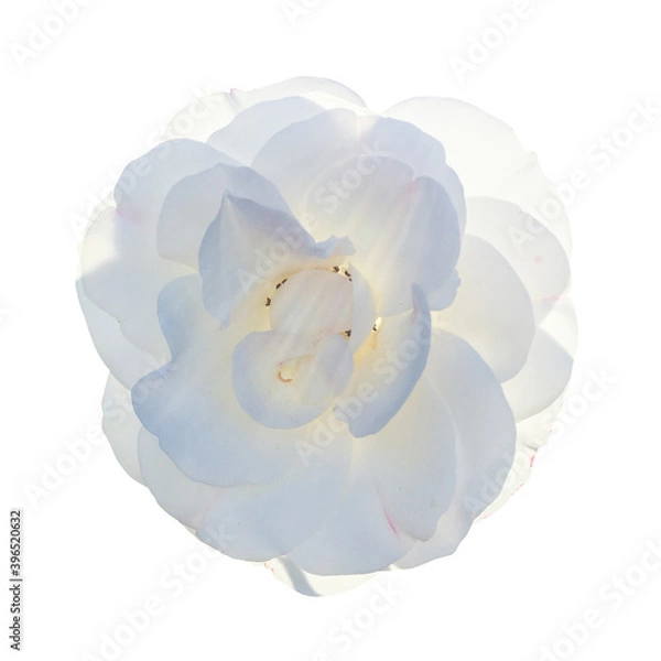 Obraz 白いバラ（切り抜きパス有り）