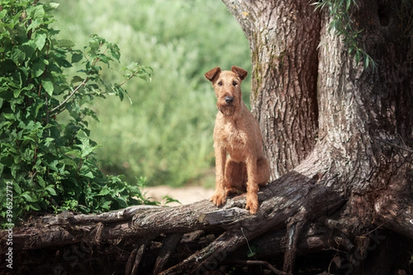 Obraz Red dog sitting on a tree trunk.