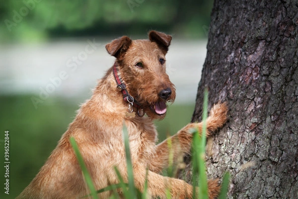 Obraz Close-up portrait of an Irish Terrier. Looks at the camera.