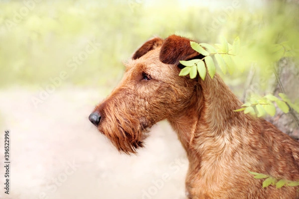 Obraz Close-up portrait of an Irish Terrier. Look away.