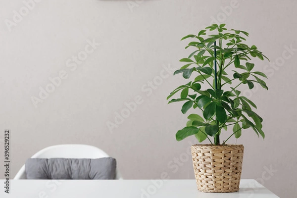 Obraz Schefflera plant on white table against wall background