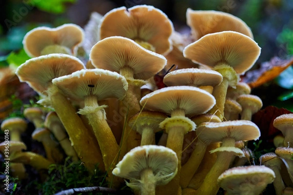 Obraz Agaric honey mushrooms