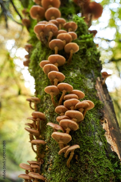 Fototapeta Agaric honey mushrooms