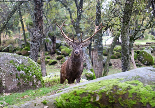 Obraz ciervo en el bosque 
