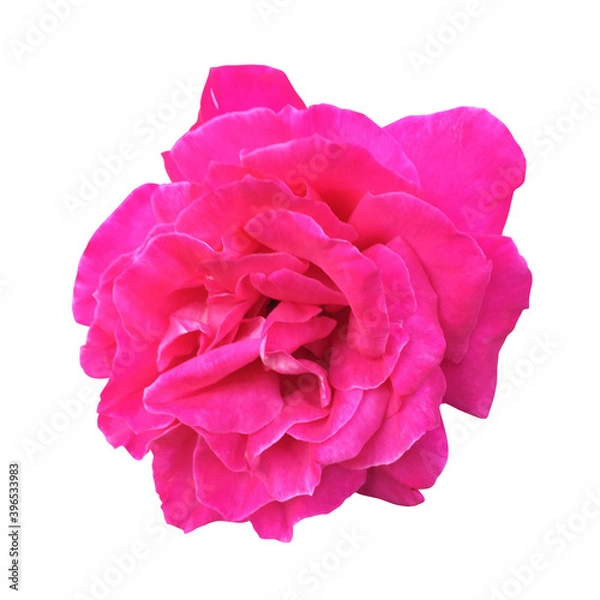 Obraz ピンクのバラ（切り抜きパス有り）