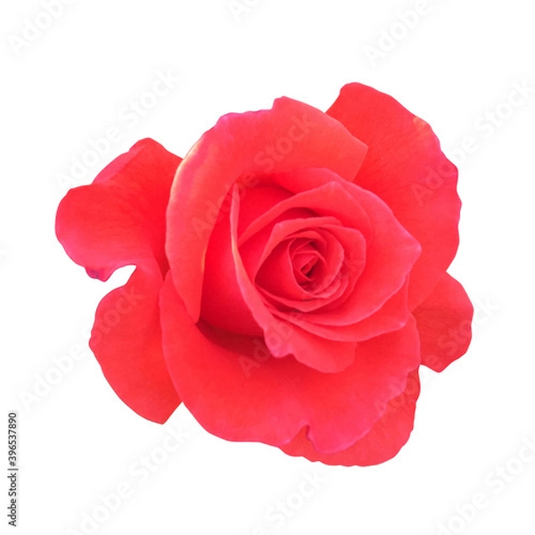 Obraz 赤いバラ（切り抜きパス有）