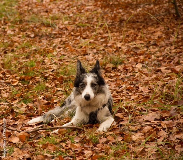 Fototapeta border collie
