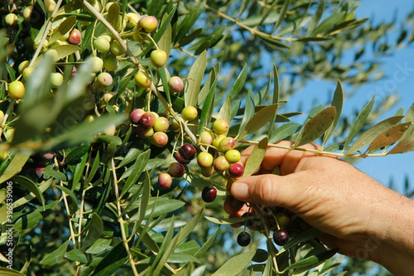 Obraz Showing olives in a branch.
