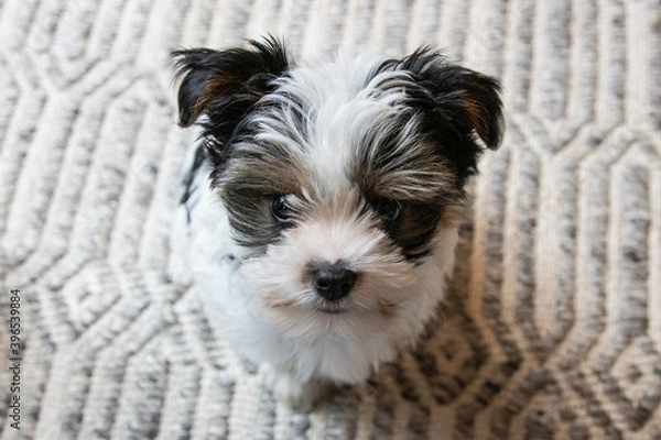 Fototapeta Biewer Yorkshire Terrier Dog puppy in black and white sitting looking up seen from above