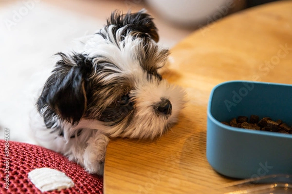 Obraz Biewer Yorkshire Terrier Dog puppy in black and white with his head on the table