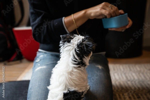Fototapeta Biewer Yorkshire Terrier Dog puppy in black and white waiting for a treat seen from the back