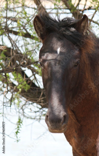 Fototapeta horse head in nature in summer