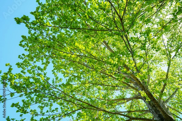 Fototapeta 緑のイメージ