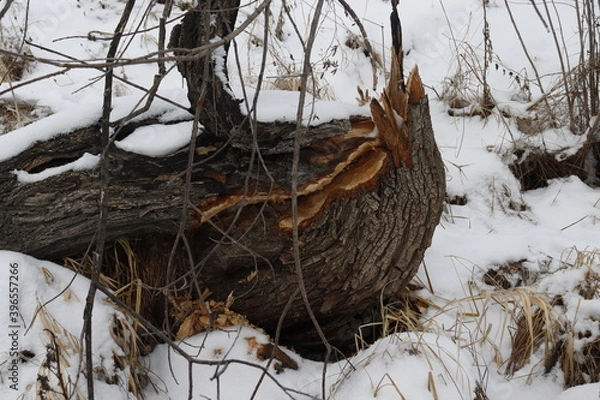 Obraz tree felled by beavers