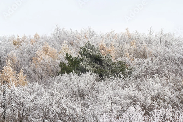 Obraz snow covered pine tree