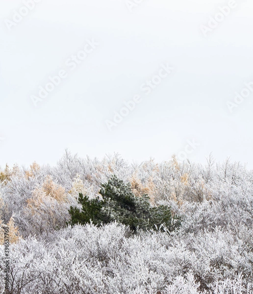 Fototapeta snow covered pine tree